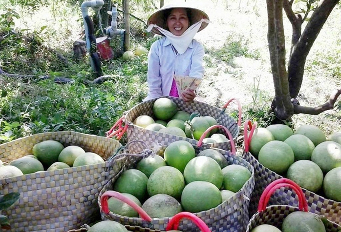 Tiểu thương dự báo Tết này, bưởi chưng sẽ không đủ hàng để bán