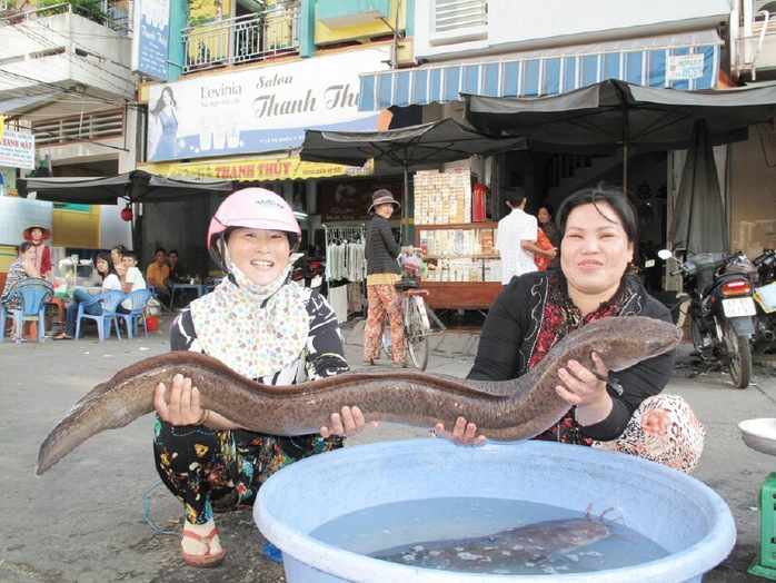 Con cá chình nặng hơn 8,5 kg do ông Nguyễn Văn Lắm cào được trên tuyến Kênh Xáng vào sáng 13-1.