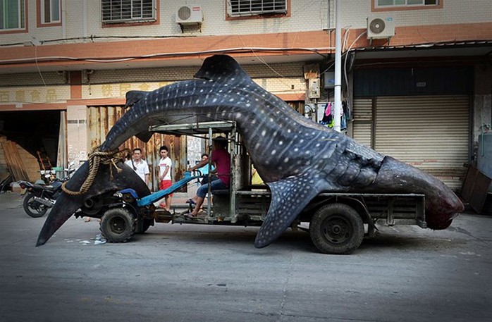 Cá mập voi là loài động vật quý hiếm và không được phép bán ở Trung Quốc. (Nguồn: CCTV)