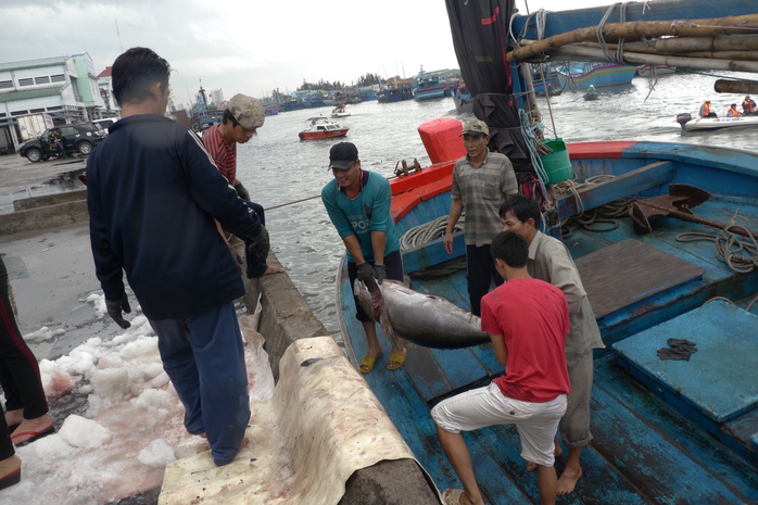 Ngư dân Miền Trung hối hả vào bờ tránh bão