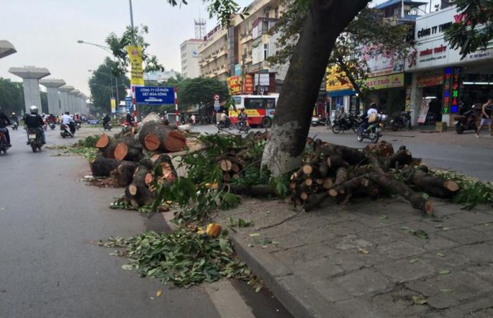 Gốc cây nằm rải rác trên trục đường Nguyễn Trãi từ ngày 2-11 đến nay chờ thu gom