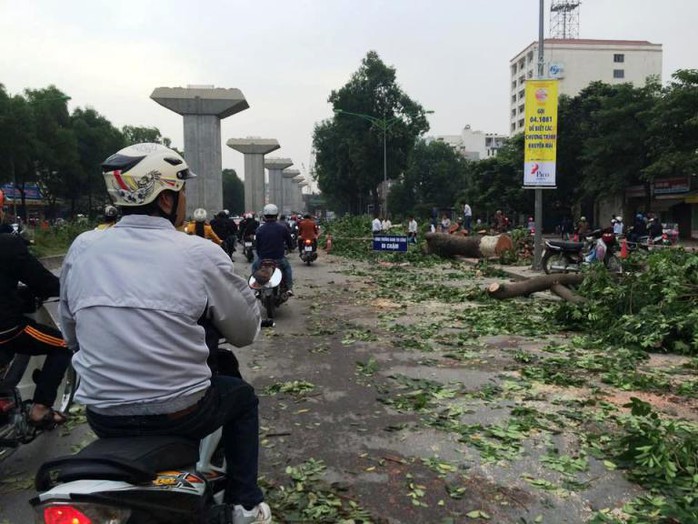 Nhiều người dân đi qua đã không khỏi tiếc nuối trước cảnh hàng cây bị cưa chặt đổ rạp xuống lòng đường