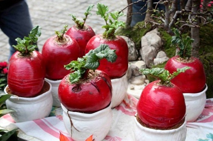 Củ cải đỏ trồng làm cảnh không chỉ được khách Việt Nam mà cả khách du lịch nước ngoài đều yêu thích. Ảnh chụp dưới ống kính của David Joiner, du khách Mỹ tại Hà Nội. Củ cải đỏ trồng làm cảnh không chỉ được khách Việt Nam mà cả khách du lịch nước ngoài đều yêu thích. Ảnh chụp dưới ống kính của David Joiner, du khách Mỹ tại Hà Nội.