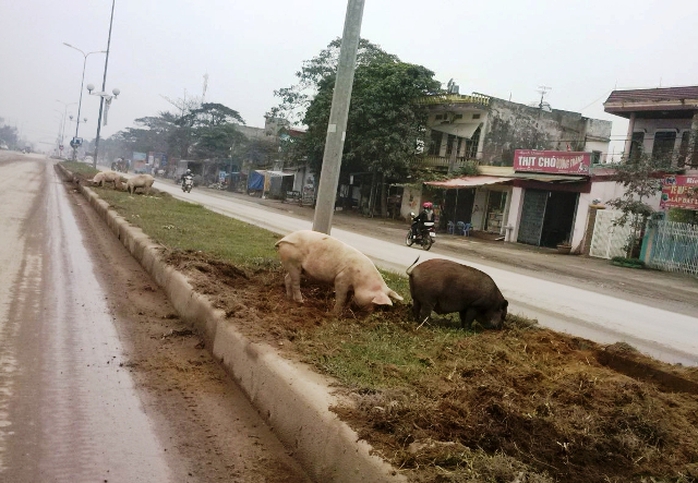 Đàn lợn ủi nát đất, cỏ dải phân cách ở quốc lộ 1A đoạn qua xã Quảng Thịnh, TP Thanh Hóa