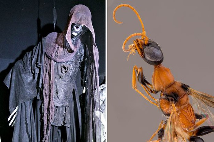 Ong hút hồn được họ đặt tên là Ampulex Dementor - phỏng theo tên nhân vật trong truyện Harry Potter.