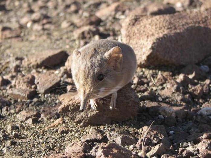 Loài động vật có vú nhỏ bé như chuột được tìm thấy ở châu Phi. Ảnh: Reuters