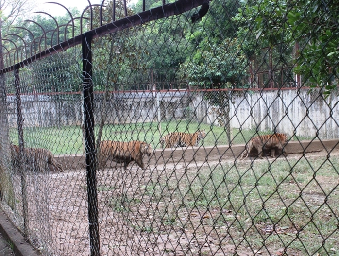 Đột nhập trại nuôi hổ lớn nhất ở Thanh Hóa - Ảnh 14.