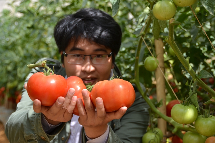 Trung bình mỗi trái cà chua nặng từ 4-5 lượng

 