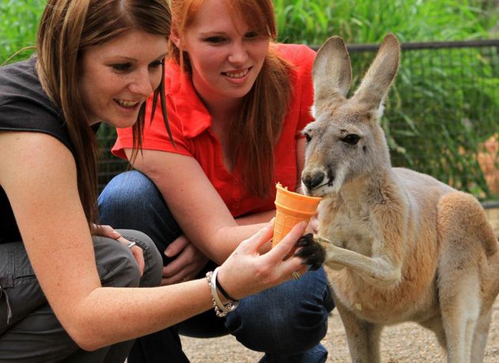 Du khách cho kangaroo ăn