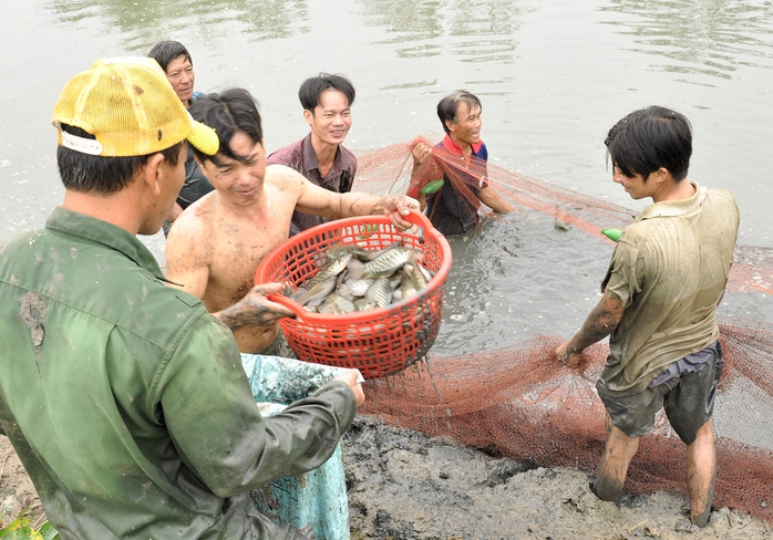 Dùng rỗ xúc cá lên một cách tự nhiên