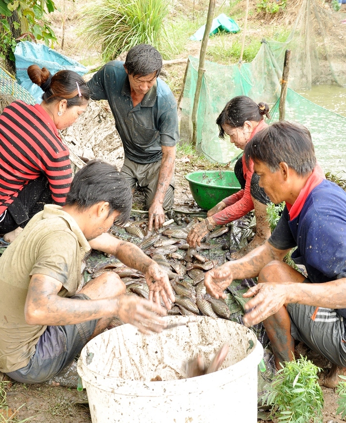 Phân loại, kích cỡ để bán hoặc làm khô