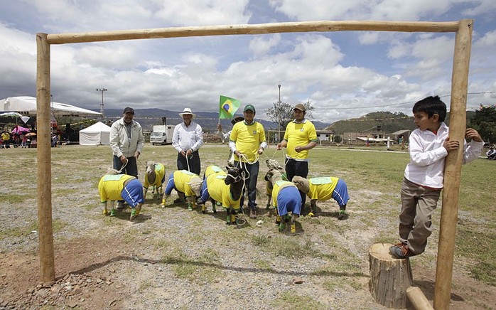 Các chú cừu trong màu áo tuyển Brazil