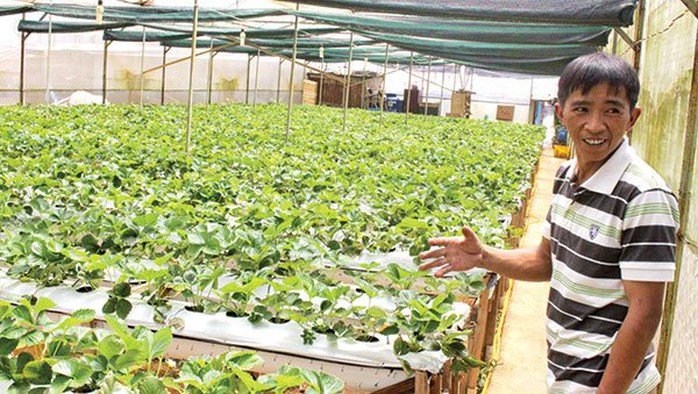 Anh Nguyễn Thanh Trung bên vườn dâu tây của mình. Ảnh: N.H Anh Nguyễn Thanh Trung bên vườn dâu tây của mình. Ảnh: N.H