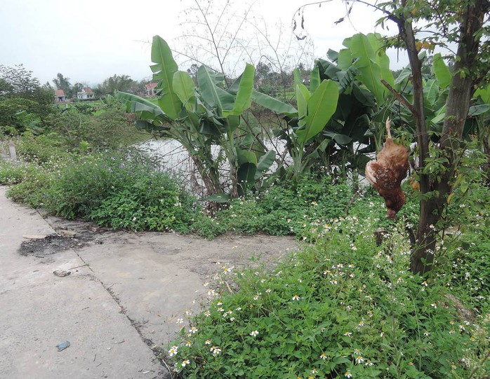 Gà chết treo cây ở  thôn Xóm Phường, xã Điện Hòa, huyện Điện Bàn, tỉnh Quảng Nam