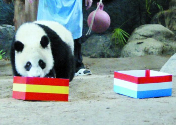Gấu trúc Panda ở Trung Quốc cũng trổ tài dự đoán bóng đá