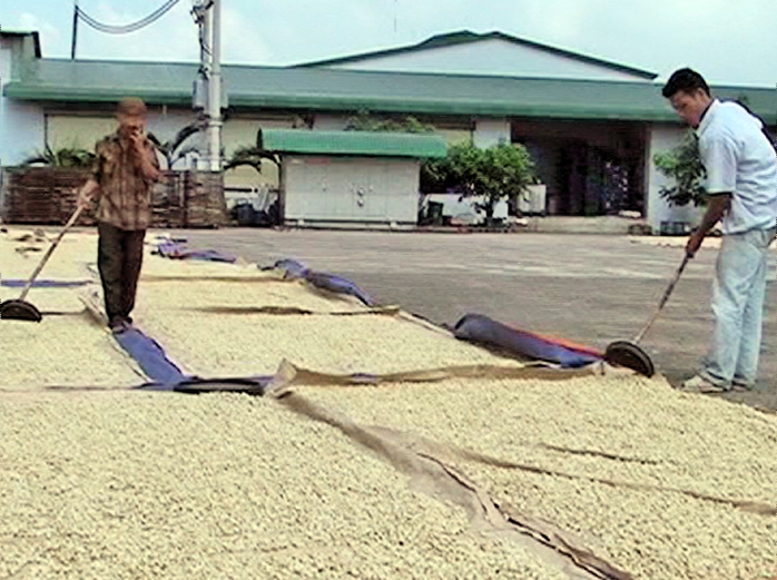 Phơi hạt điều  ảnh mang tính minh họa