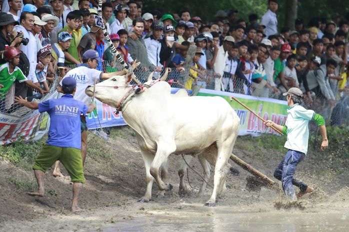 Một chú bò sau khi hất tung chủ của mình bất ngờ chạy về phía khán giả khiến các chủ bò không khỏi hốt hoảng