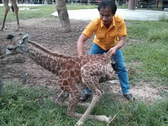 Nh&acirc;n vi&ecirc;n vườn th&uacute; Đại Nam chăm s&oacute;c ch&uacute; hươu con vừa ch&agrave;o đời s&aacute;ng nay