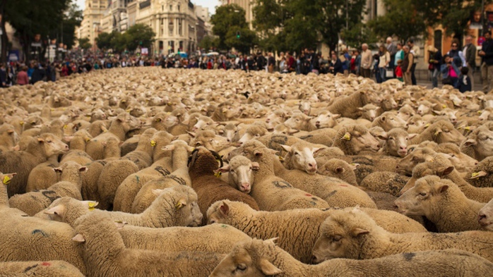 2.000 chú cừu diễu hành trên đường phố thủ đô Madrid. Ảnh: AP