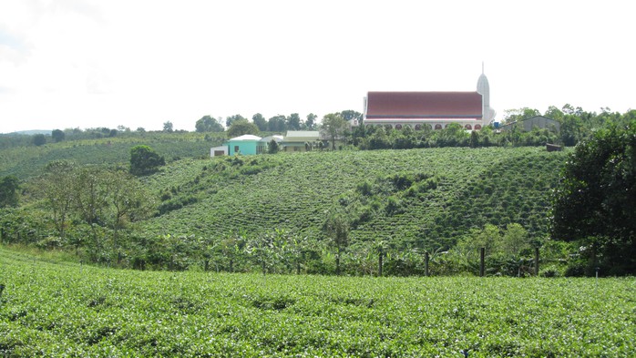 Đồi trà nối tiếp nhau