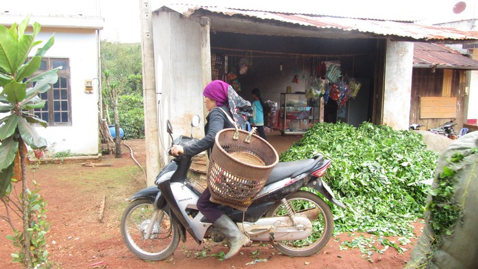 Một điểm thu mua trà tươi bên đường