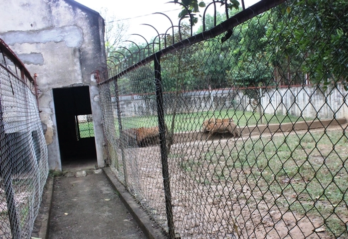 Đột nhập trại nuôi hổ lớn nhất ở Thanh Hóa - Ảnh 5.
