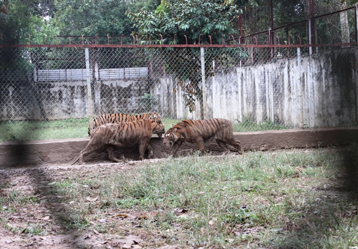 Đột nhập trại nuôi hổ lớn nhất ở Thanh Hóa - Ảnh 2.