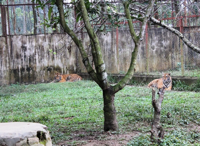 Đột nhập trại nuôi hổ lớn nhất ở Thanh Hóa - Ảnh 7.