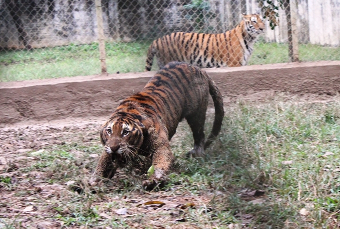 Đột nhập trại nuôi hổ lớn nhất ở Thanh Hóa - Ảnh 10.