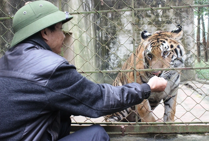 Đột nhập trại nuôi hổ lớn nhất ở Thanh Hóa - Ảnh 13.