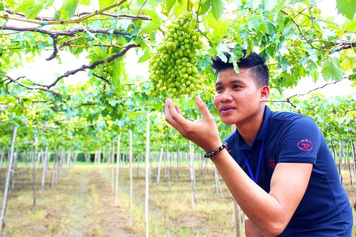Khách tham quan thích thú với những vườn nho trĩu quả. Khách tham quan thích thú với những vườn nho trĩu quả.