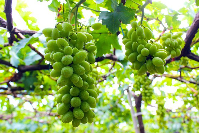 Ông chủ trang trại nho Ba Mọi chia sẻ: 'Tôi bắt đầu mở cửa cho khách tham quan vườn nho 2 năm nay. Lượng khách đang ngày một tăng, trung bình mỗi ngày có từ 2 -3 đoàn ghé thăm vườn, nhiều khách lẽ trong và ngoài tỉnh cũng tìm đến học tập kinh nghiệm trồng loại quả này'. Ông chủ trang trại nho Ba Mọi chia sẻ: Tôi bắt đầu mở cửa cho khách tham quan vườn nho 2 năm nay. Lượng khách đang ngày một tăng, trung bình mỗi ngày có từ 2 -3 đoàn ghé thăm vườn, nhiều khách lẽ trong và ngoài tỉnh cũng tìm đến học tập kinh nghiệm trồng loại quả này.