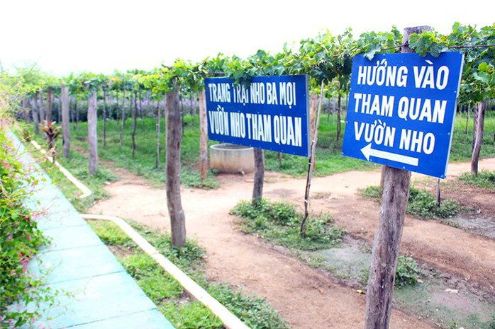 Tham quan vườn nho, du khách được hướng dẫn tận tình mà không phải trả bất kỳ chi phí nào. Tham quan vườn nho, du khách được hướng dẫn tận tình mà không phải trả bất kỳ chi phí nào.