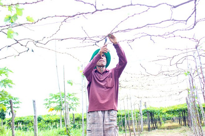 Khách có thể thoải mái thăm vườn, xem nông dân tỉa lá, bón phân, thu hoạch quả. Thường sau vụ thu hoạch, nho được lặt lá tỉa cành để chuẩn bị cho vụ kế tiếp. Khách có thể thoải mái thăm vườn, xem nông dân tỉa lá, bón phân, thu hoạch quả. Thường sau vụ thu hoạch, nho được lặt lá tỉa cành để chuẩn bị cho vụ kế tiếp.