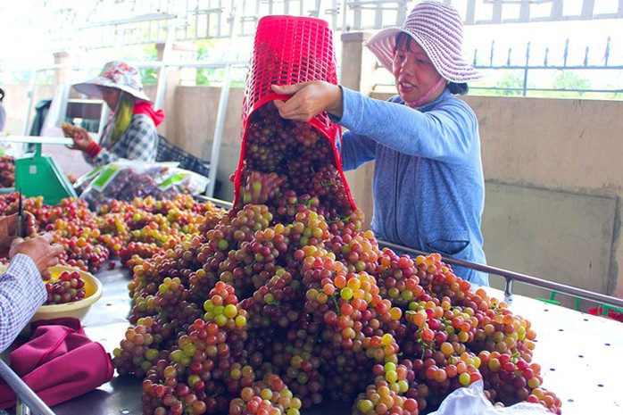 Những giỏ nho tươi vừa mới hái đang được phân loại, Những giỏ nho tươi vừa mới hái đang được phân loại,