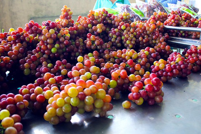 Một điều quan trọng ông Ba Mọi cũng như nhiều người trồng nho Ninh Thuận thường hay chia sẻ với khách tham quan là cách nhận biết nho Ninh thuận với các loại nho nhập khẩu khác. Nho đỏ Ninh Thuận có hình cầu, trái to khoảng đầu ngón tay cái, vỏ rất mỏng, quả chín bắt đầu từ màu đỏ tươi đến đỏ sậm, có vị ngọt hài hoà với vị chua nhẹ. Chùm nho thon dài, cân nặng từ 150g-350g/chùm, các trái nho khít gần nhau trên cùng 1 chùm, ít rời rạc. Một điều quan trọng ông Ba Mọi cũng như nhiều người trồng nho Ninh Thuận thường hay chia sẻ với khách tham quan là cách nhận biết nho Ninh thuận với các loại nho nhập khẩu khác. Nho đỏ Ninh Thuận có hình cầu, trái to khoảng đầu ngón tay cái, vỏ rất mỏng, quả chín bắt đầu từ màu đỏ tươi đến đỏ sậm, có vị ngọt hài hoà với vị chua nhẹ. Chùm nho thon dài, cân nặng từ 150g-350g/chùm, các trái nho khít gần nhau trên cùng 1 chùm, ít rời rạc.