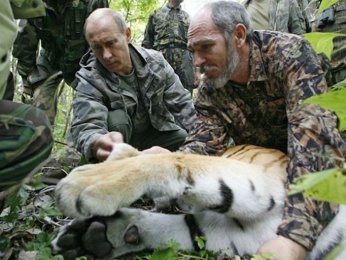 Vladimir Putin has often shown concern for Russias big cats. (Photo: AP)