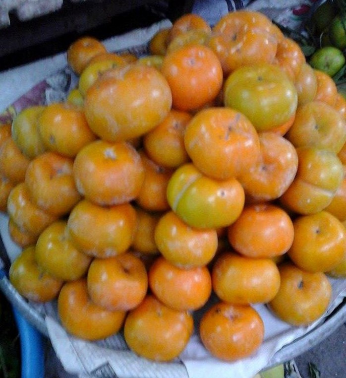 Hồng giòn Đà Lạt có hình dáng tròn, màu xanh hơi ngả vàng, trái không bóng mịn - Ảnh: Phan Diệu Hồng giòn Đà Lạt có hình dáng tròn, màu xanh hơi ngả vàng, trái không bóng mịn - Ảnh: Phan Diệu