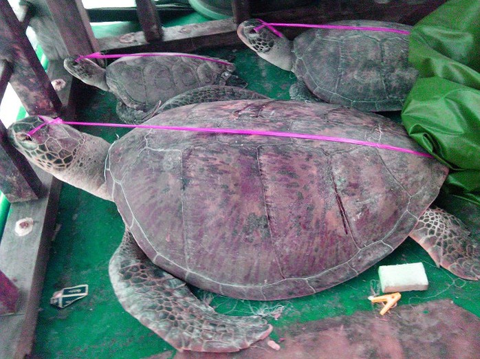 CAPTURED. Photos of poached sea turtles (pawikan) in the Chinese vessel intercepted by the PNP Maritime Group on May 6. Photo courtesy of the PNP Maritime Group