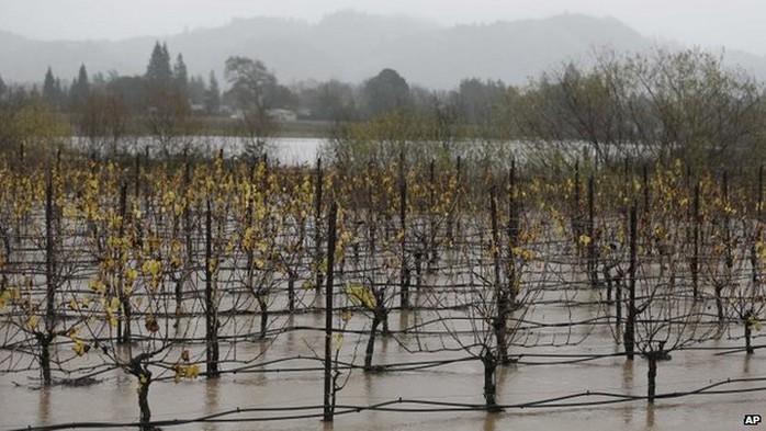 A vineyard is flooded along Highway 101 in Winsor California 11 december 2014