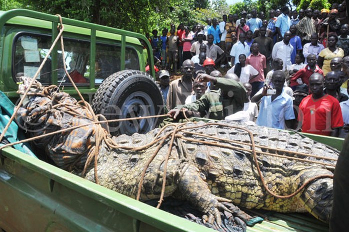 Con cá sấu khổng lồ được vận chuyển lên xe