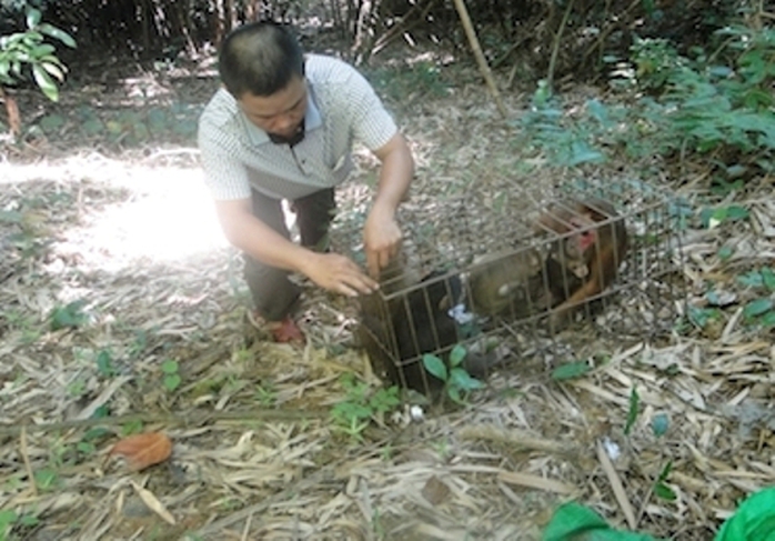 Cán bộ Trung tâm cứu hộ động vật hoang dã Vườn Quốc gia Pù Mát thả các cá thể khỉ mặt đỏ về rừng.