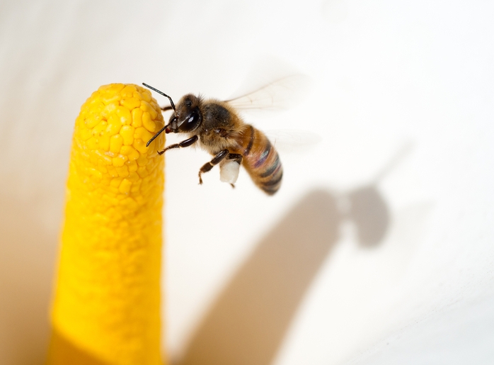 Ong mật gốc Phi rất ít tấn công người, nhưng đã tấn công thì rất dữ dội