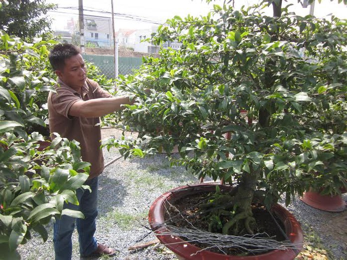 Anh Công đang chăm sóc mai cho khách thuê trong dịp Tết