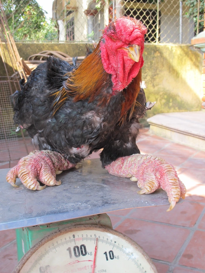 Một chú gà trống Đông Tảo trưởng thành nặng gần 6 kg, thậm chí còn có thể nặng hơn 7 kg.
