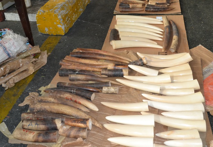 Số ngà voi nhập lậu, trong 1 lần bị Chi cục Hải quan cửa khẩu sân bay quốc tế Tân Sơn Nhất (TP HCM), phát hiện bắt giữ trong năm 2014. Ảnh Hải quan cung cấp.