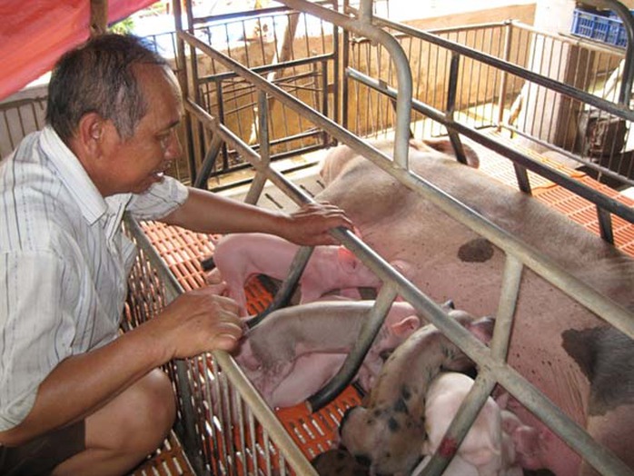 Trại chăn nuôi heo giống của ông Huỳnh Văn Thắng ở xã Bắc Sơn, huyện Trảng Bom không còn heo con để bán do người chăn nuôi đăng ký trước