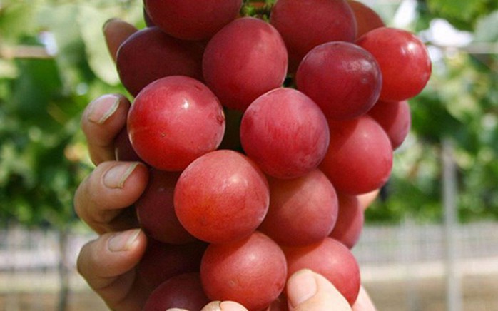 Nho Ruby Roman hấp dẫn thực khách ở màu đỏ mịn, vị ngọt và hương thơm quyến rũ Nho Ruby Roman hấp dẫn thực khách ở màu đỏ mịn, vị ngọt và hương thơm quyến rũ