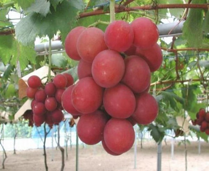 Chùm nho quý nặng trĩu trên cành Chùm nho quý nặng trĩu trên cành