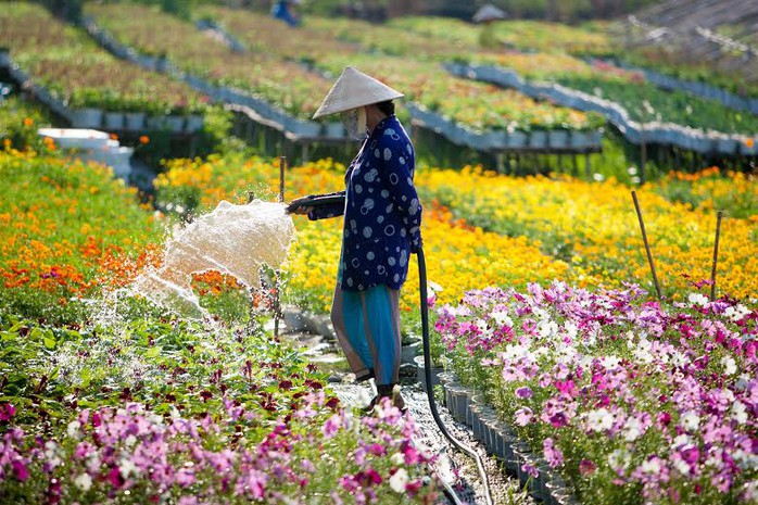 Một góc làng hoa Se Đéc   ẢNH: THANH DŨNG